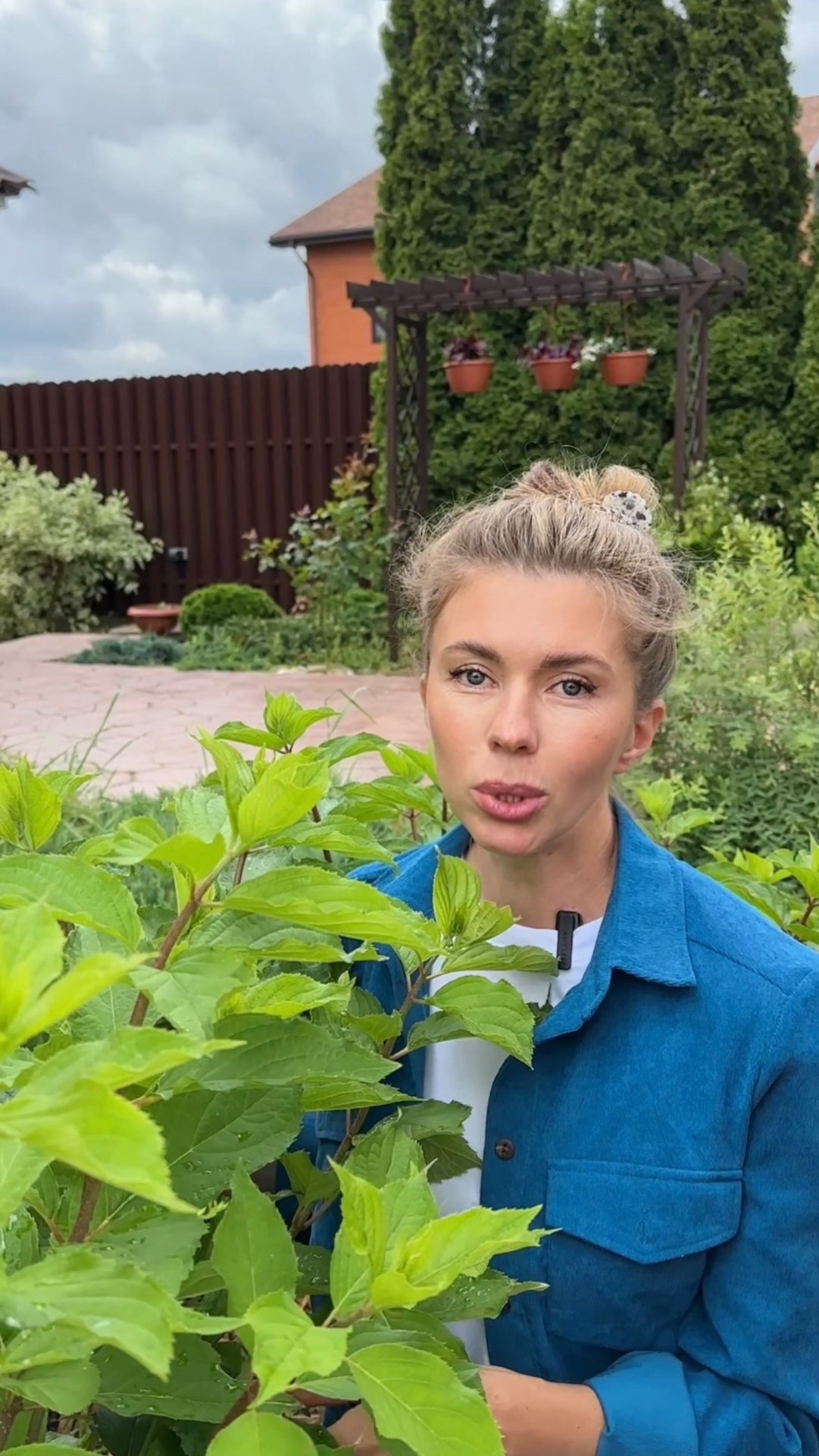 Подкормка гортензий для пышного цветения смотреть онлайн