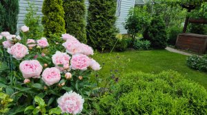 Болталка садовая Магнитные бури Упало давление.Ответы на комментарии.ПЕРЕЦ формирую