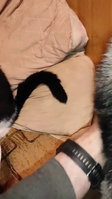 ВЕО из питомника Валентлайф - Черемуха и кот Панда охраняют крольчат - дочки-матери.