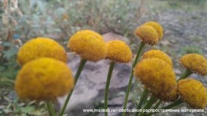 Небо! О небо - огромный шатер.... МСЦ ЕХБ