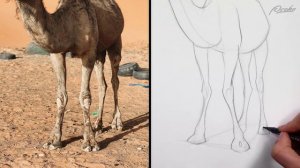 17. demo-simplify-camel-and-skull-to-csi