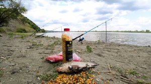 Рыбалка на новом месте на Дону! Крупный карась на жмых!