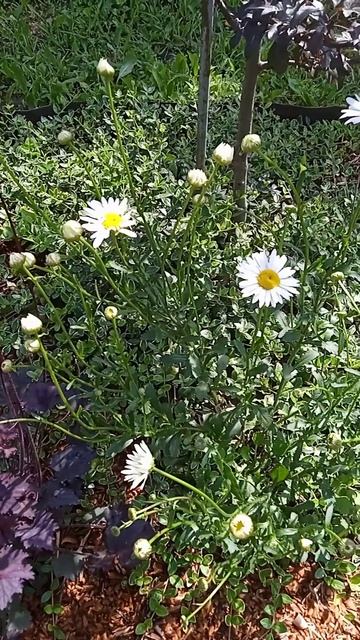 МИКСБОРДЕР "Лунный бумеранг" в конце июня #миксбордер #идеидлясада #многолетники