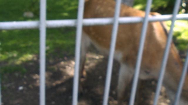 DSCN8117Домбай,канатка,Теберда,зоопарк июнь 2025