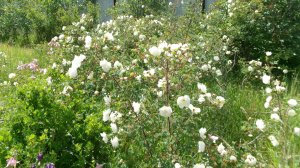 А у  нас на севере, расцвели наши белые розы, северные...