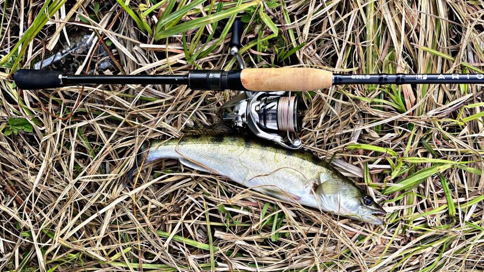 СУДАКИ РАЗРЫВАЮТ ПРИМАНКУ НА КУСКИ | CF ARION ASRE832LS | УЧУСЬ ЛОВИТЬ НА ЛАЙТ