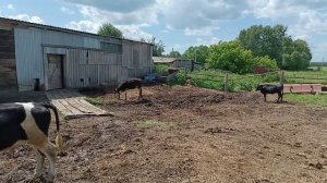 Думала его съел медведь .Лето в деревне  .Отдыхать будем зимой.Жизнь в деревне.