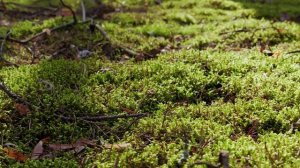 Помощники растений| Чудеса сотворения. Мир растений