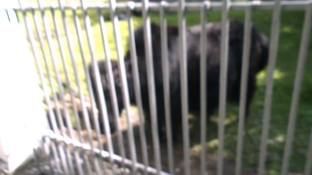 DSCN8123Домбай,канатка,Теберда,зоопарк июнь 2025