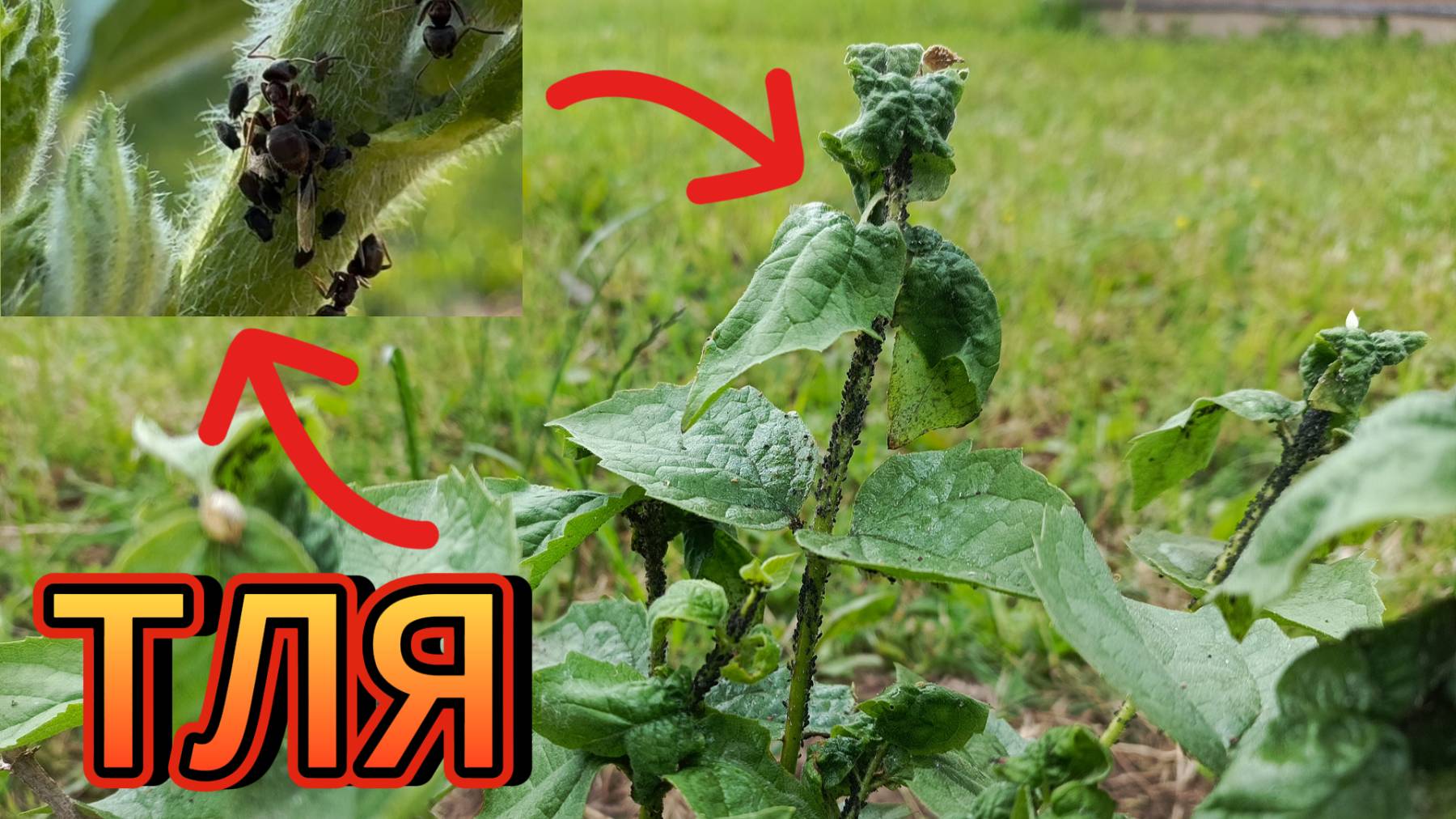 НОВЫЙ МЕТОД 👉 от ТЛИ. как избавиться от ТЛИ ❓❓❓ смотреть онлайн