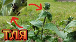 НОВЫЙ МЕТОД 👉  от ТЛИ.  как избавиться от ТЛИ ❓❓❓