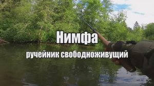 Нимфа ручейник  свободноживущий