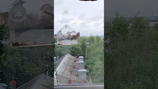 Пернатые гости. воробьи и дятел. июнь 2025 года смотреть онлайн