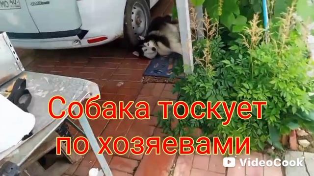 Розы и домашняя электростанция смотреть онлайн