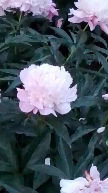 Пионы во дворе смотреть онлайн