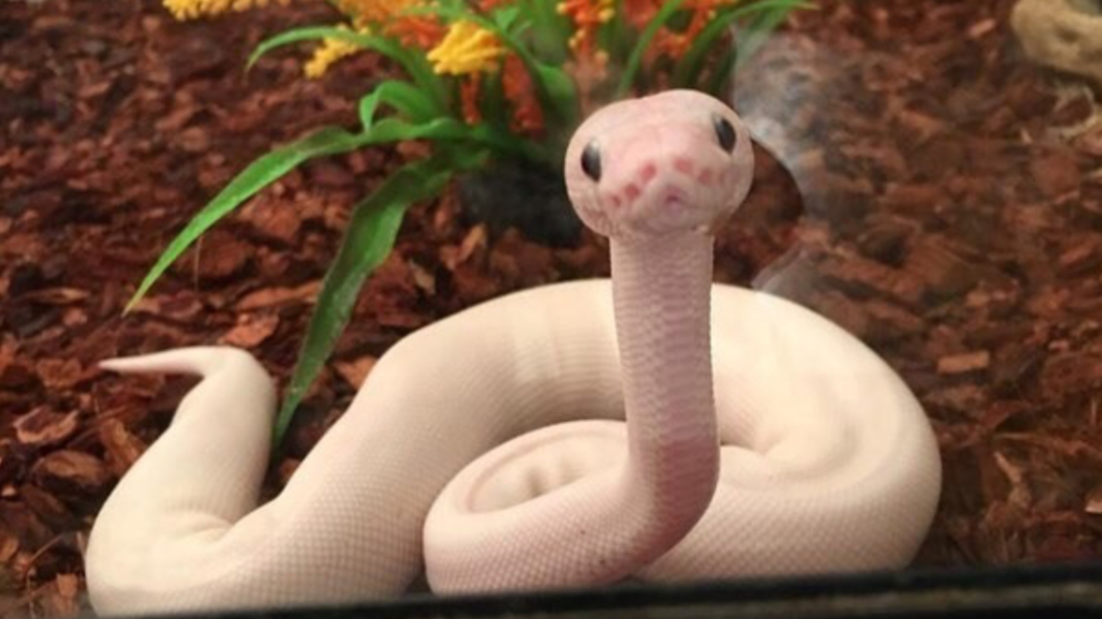 Гладим королевского питона (Python regius) на выставке « Рептилиум» 2025. смотреть онлайн