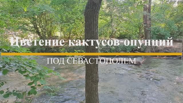 Цветение кактусов-опунций под Севастополем смотреть онлайн