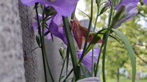 Влоговое видео Готовая Сладкая вишня от Панны Вышиваю Болтаю