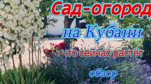 САД-ОГОРОД НА ЮГЕ ОБЗОР, ЧТО  РАСТЁТ, СПАСАЮ ОГУРЦЫ