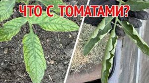 ЕСЛИ У ТОМАТОВ СКРУЧИВАЮТСЯ ЛИСТЬЯ, ПЯТНА И СТРАННЫЕ ЦВЕТКИ — СРОЧНО смотрите это!