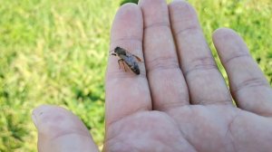 После объединения семей пчёлы изгнали матку из улья. Вопрос: это старая или молодая матка?