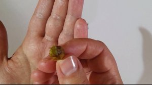 как быстро прорастить клубни алоказий. Мой опыт