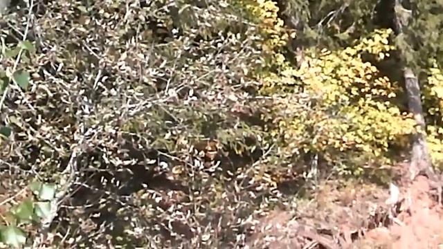 Мир в душе до краёв - Автор Любовь Чернышова музыка и поёт Николай Жуков смотреть онлайн
