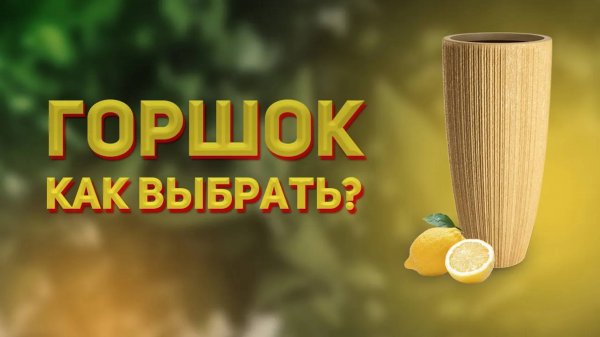 Как выбрать горшок для цитрусовых. Размеры горшков для домашнего лимона, мандарина, апельсина и пр