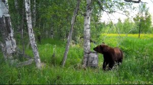 Медведь хочет кушать.
