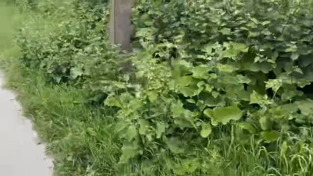 Туманное утро смотреть онлайн