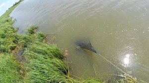 Кастинговая сеть испанка в сильный ветер!