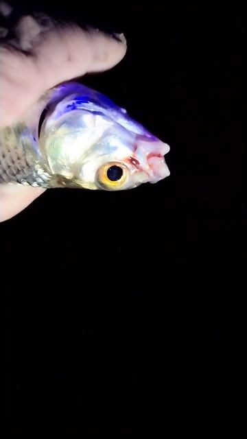 Херабуна. Плотва, вобла густера достали.