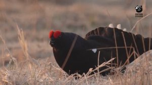 Охота на тетерева и медведя в Новгородской области. Охота по правилам 36