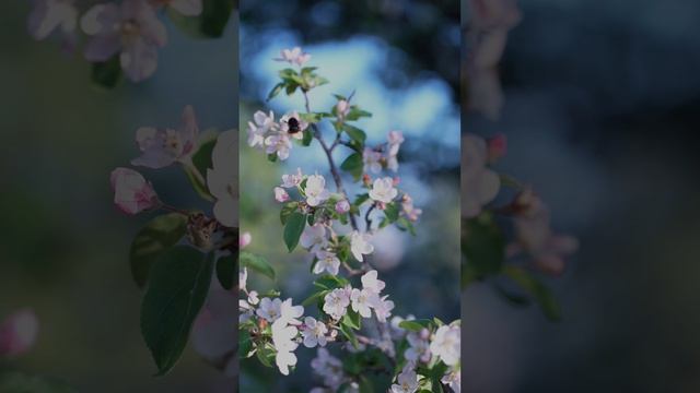 Полет шмеля