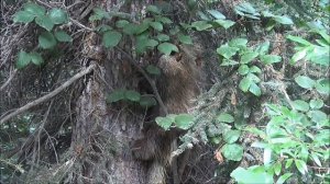 Дикобраз в дикой природе.