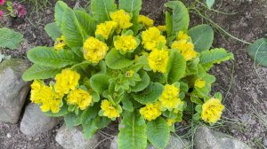 Конец мая - начало июня в Саду 31 мая и 4 июня 2025