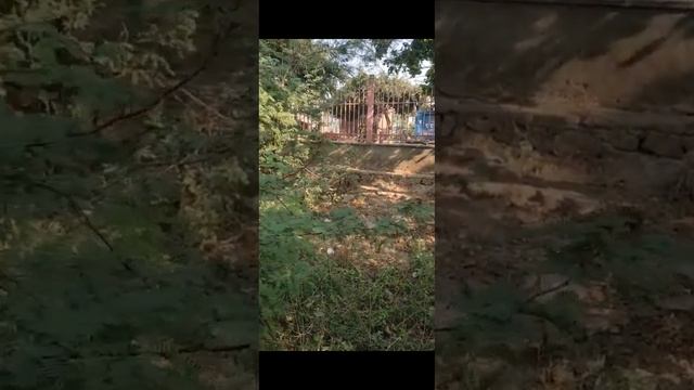 Tribhuvanatha Prabhu's Puspa Samadhi At Govardhan. 10/22/2024