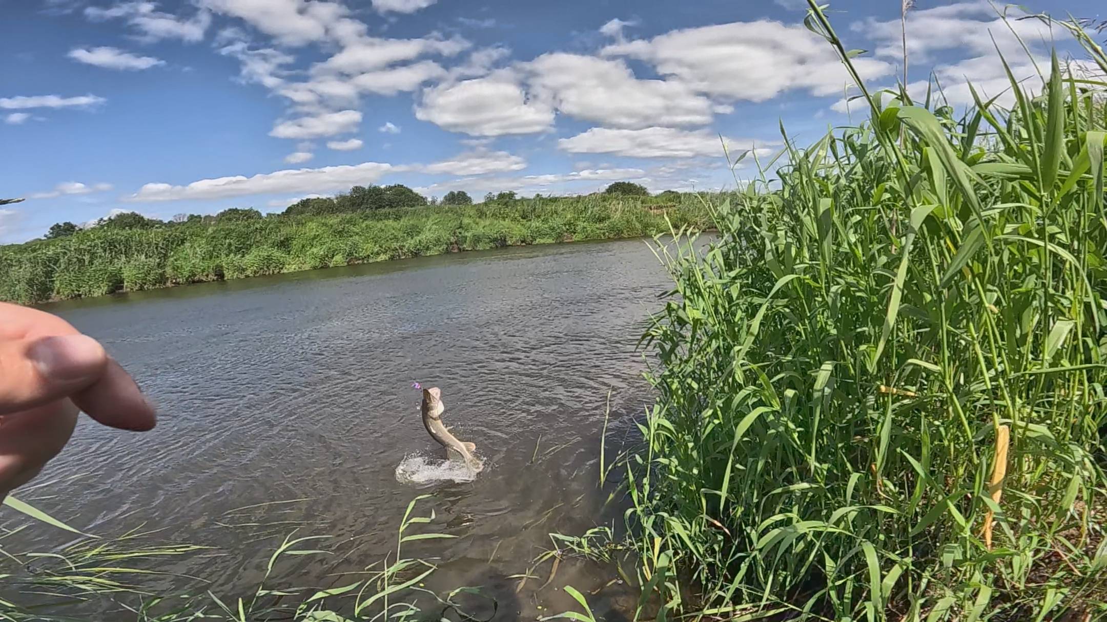 Щука на спиннинг летом 2025
Охота за хозяйкой малой реки с берега