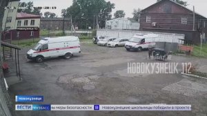 Кража уличного контейнера, ДТП с лосем и нелегальная миграция: сводка происшествий по Кузбассу