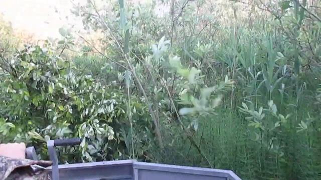 На гусеничном вездеходе по кустам