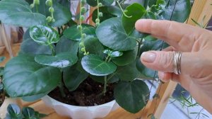 Комнатные растения.Подсветка.Новинки.