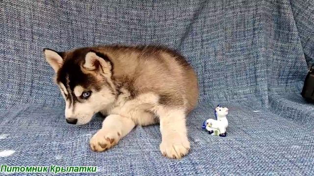 Предлагаем девочку щенка хаски, черно-белую, родилась 8 мая 2025 года