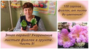 100 сортов фиалок, от листа до цветения! Этап первый! Укоренение листьев фиалок в грунте. Часть 9!