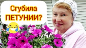 Спасаем петунии от дождей. Как я _загубила_петунии
