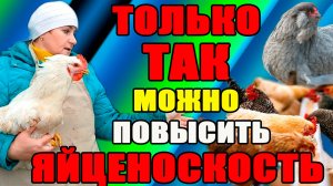 ТОЛЬКО ТАК можно ПОВЫСИТЬ яйценоскость кур.