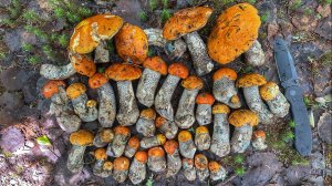 ЭТОТ КАЙФ НЕ ПЕРЕДАТЬ СЛОВАМИ! НАШЕЛ УЧАСТКИ ЛЕСА, ГДЕ РАСТУТ КРАСИВЫЕ ГРИБЫ | ПОДОСИНОВИКИ 2025