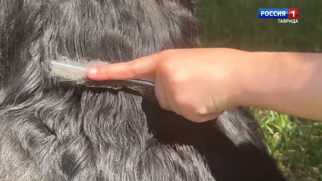 Вести Крым заглянули в гости к Виталию и его четвероногому другу Тонни