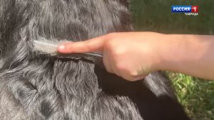 Вести Крым заглянули в гости к Виталию и его четвероногому другу Тонни