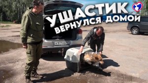 Ушастик едет домой