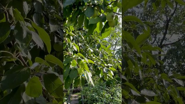 Наш сад смотреть онлайн